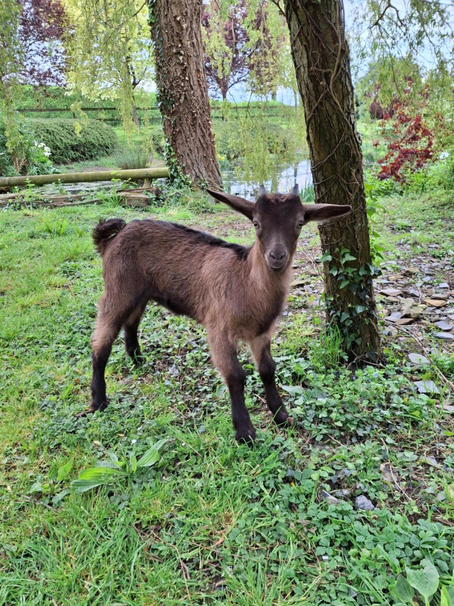 L'Authentique Tonneau A Cidre D'Emma Villa Litteau Kültér fotó